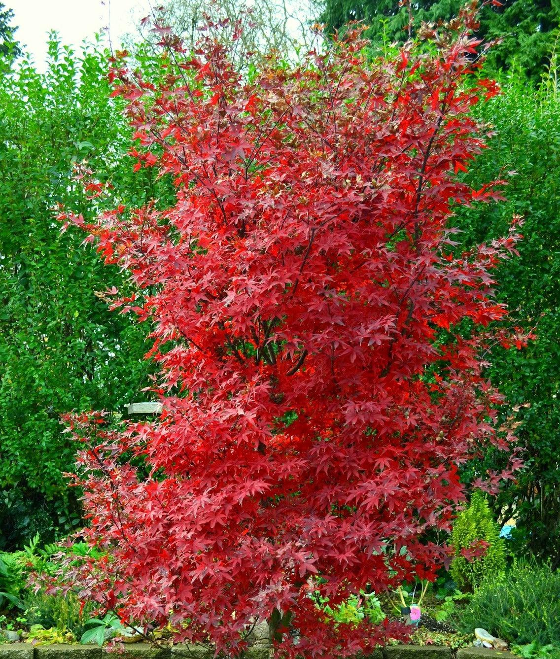 Acer Palmatum 'twombly's Red Sentinel' - View 24 from www redcrocus com