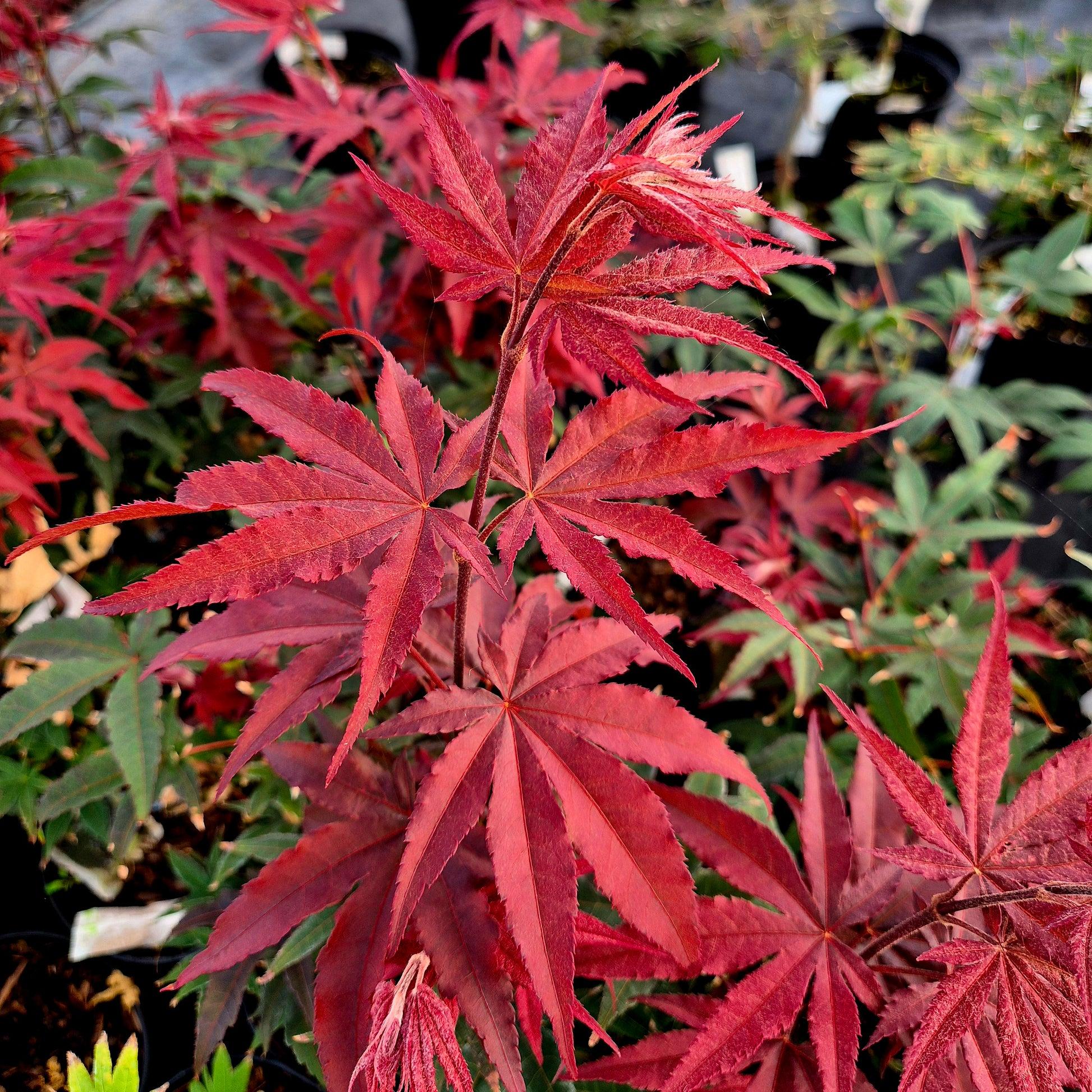 Acer Palmatum 'twombly's Red Sentinel' - View 26 from www redcrocus com