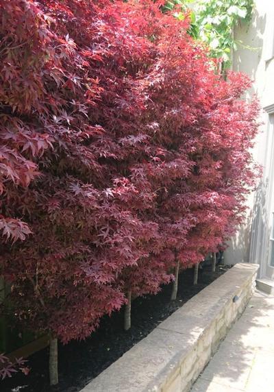 Acer Palmatum 'twombly's Red Sentinel' - View 29 from www redcrocus com