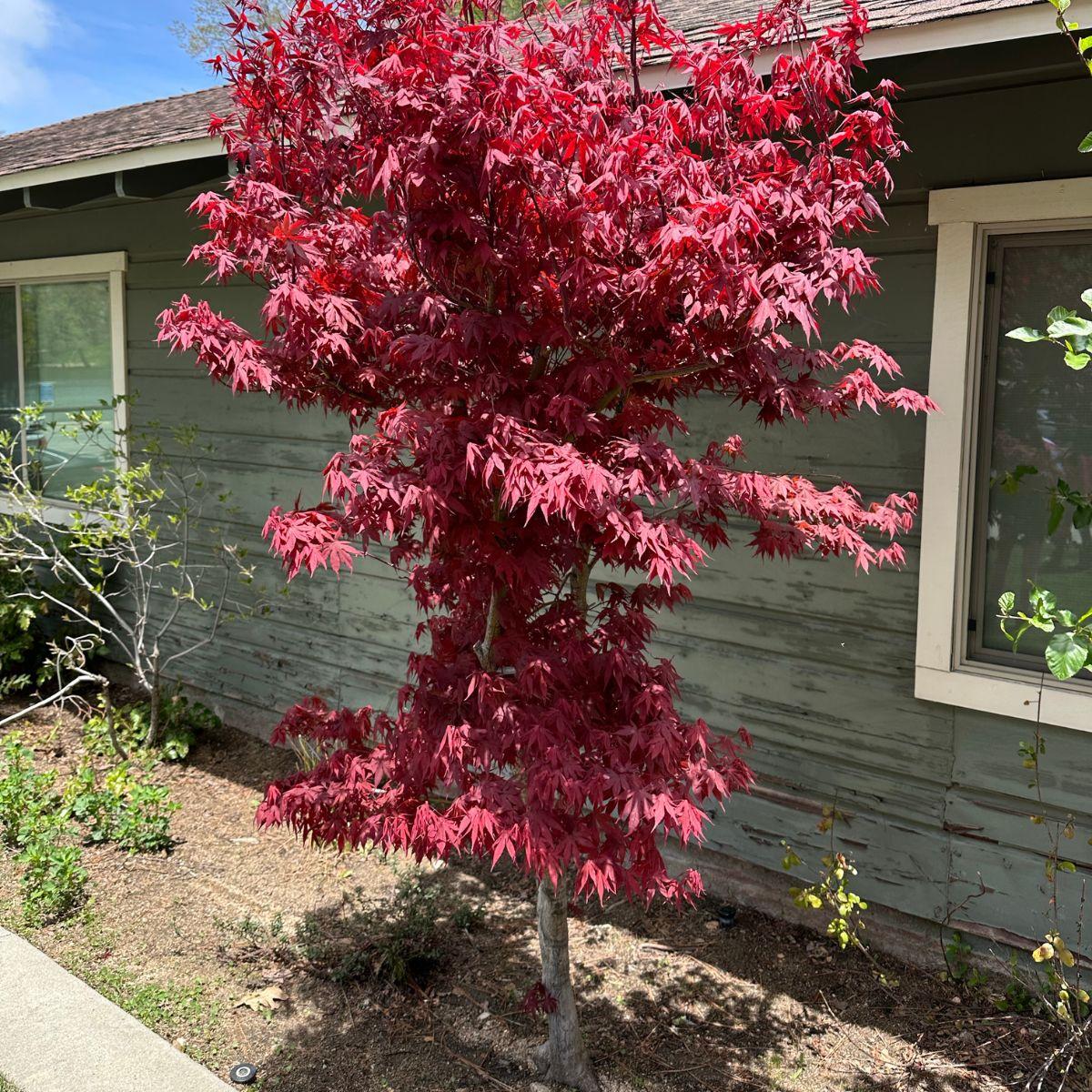 Acer Palmatum 'twombly's Red Sentinel' - View 2 from www redcrocus com