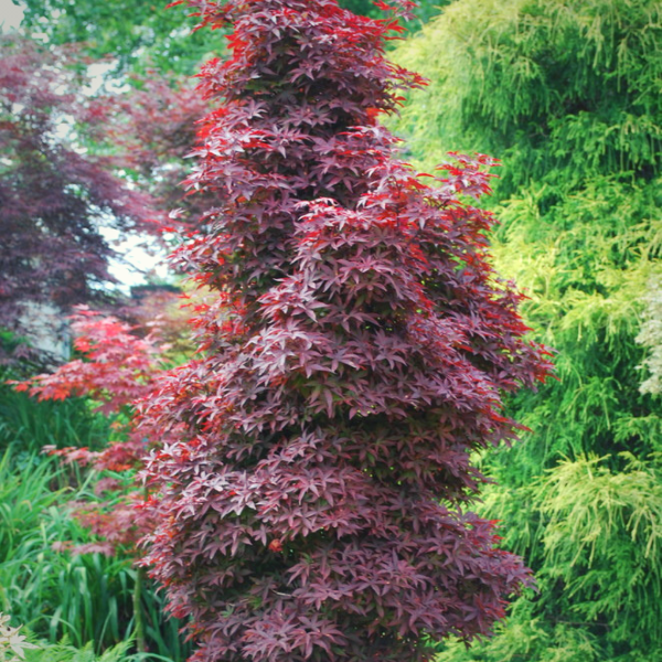Acer Palmatum 'twombly's Red Sentinel' - View 30 from www redcrocus com