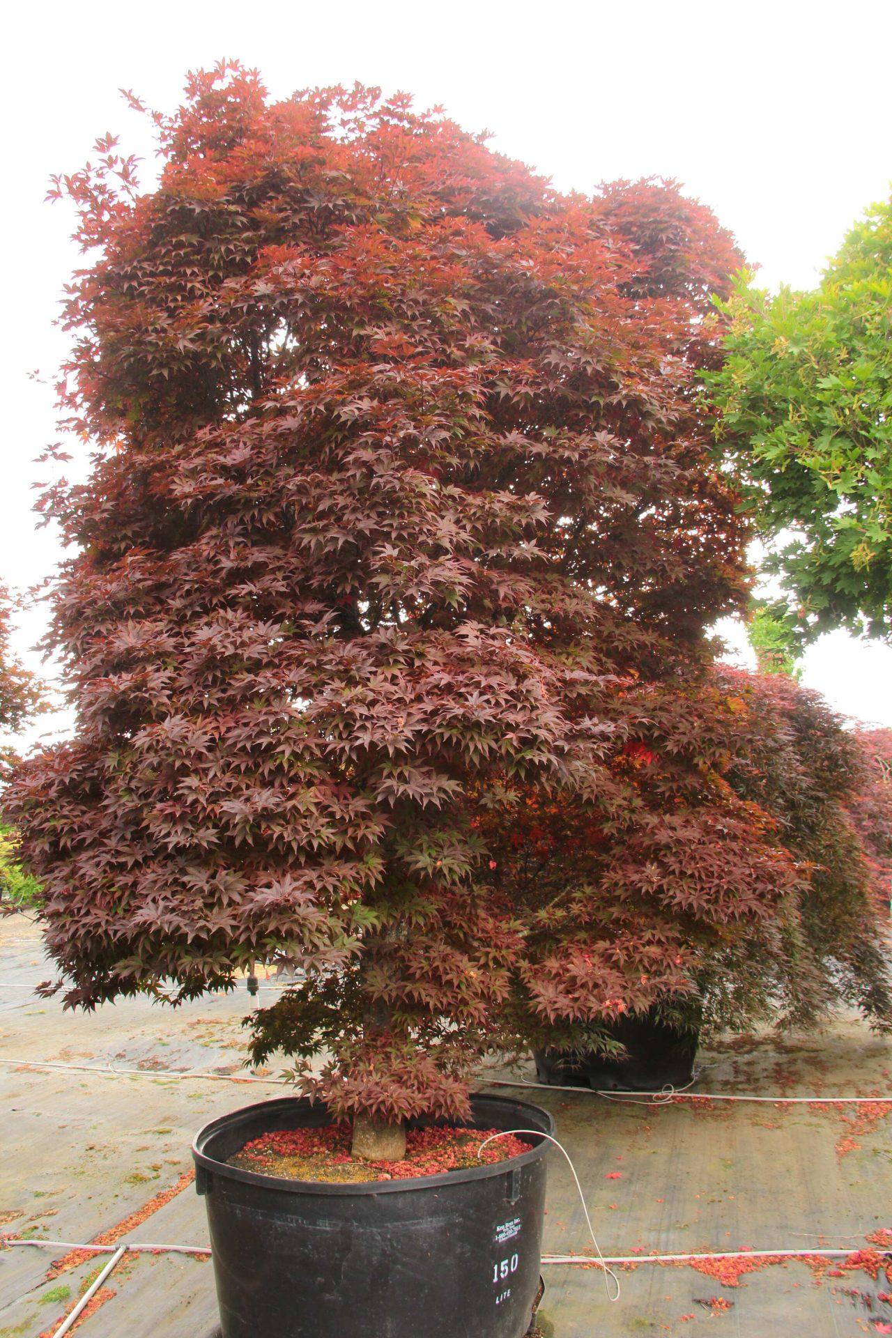 Acer Palmatum 'twombly's Red Sentinel' - View 33 from www redcrocus com