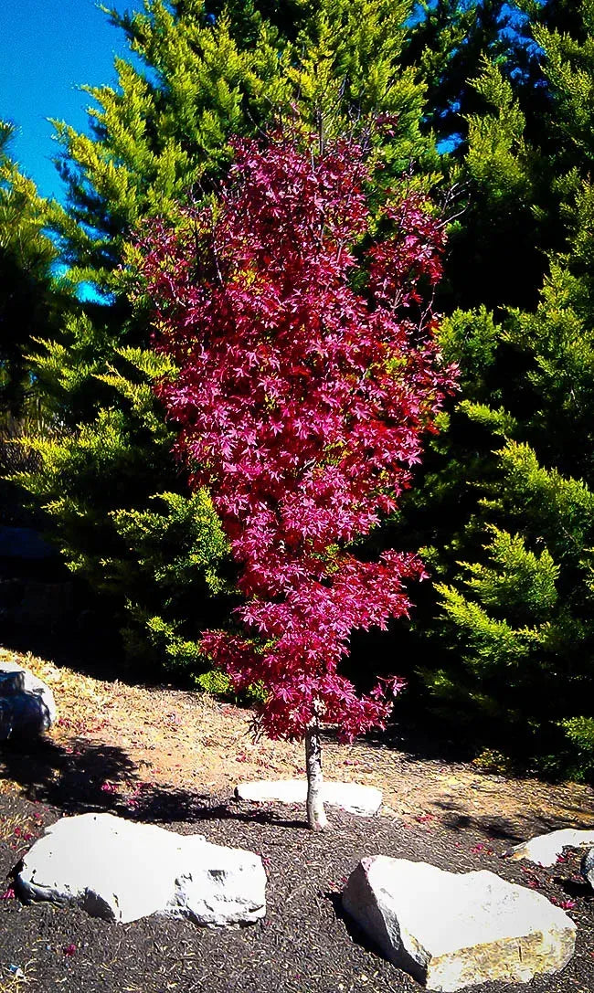 Acer Palmatum 'twombly's Red Sentinel' - View 34 from www redcrocus com