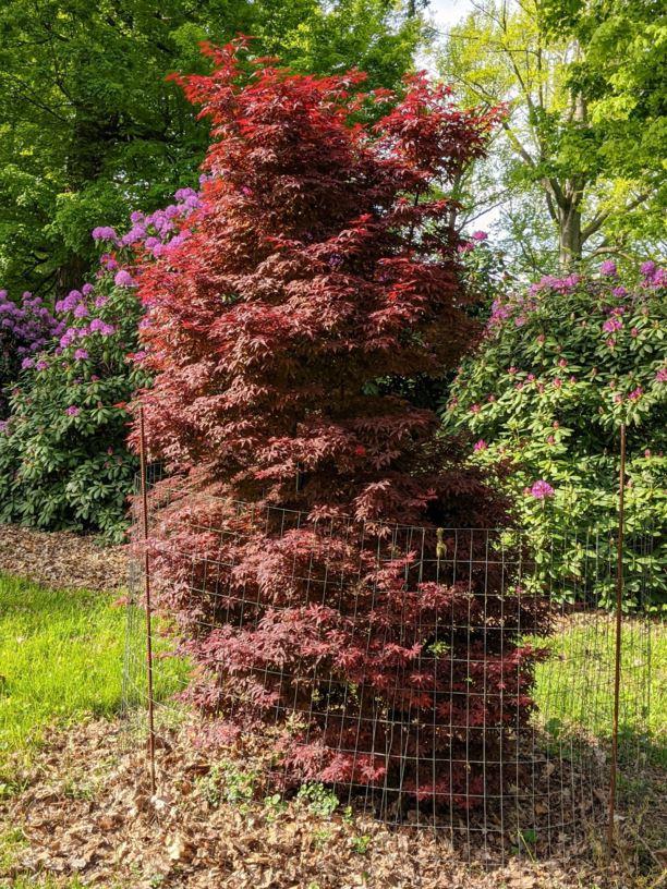 Acer Palmatum 'twombly's Red Sentinel' - View 35 from www redcrocus com