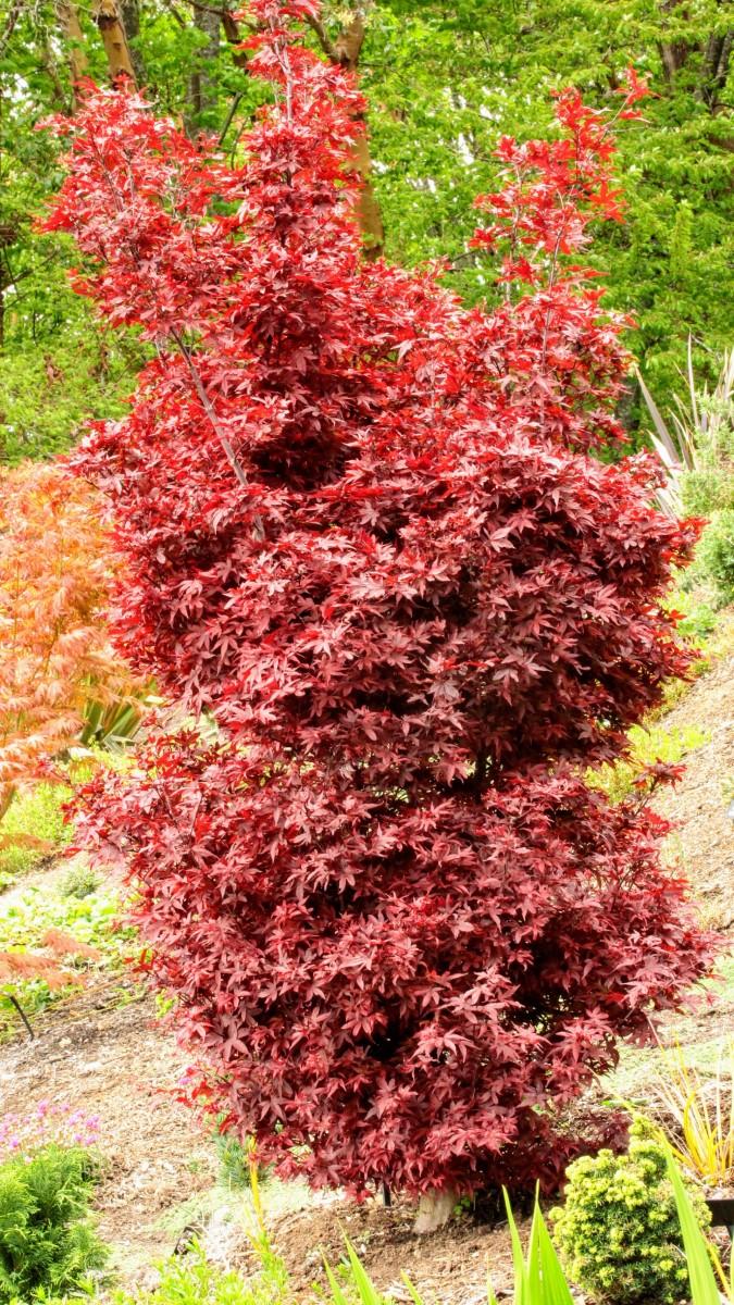 Acer Palmatum 'twombly's Red Sentinel' - View 3 from www redcrocus com