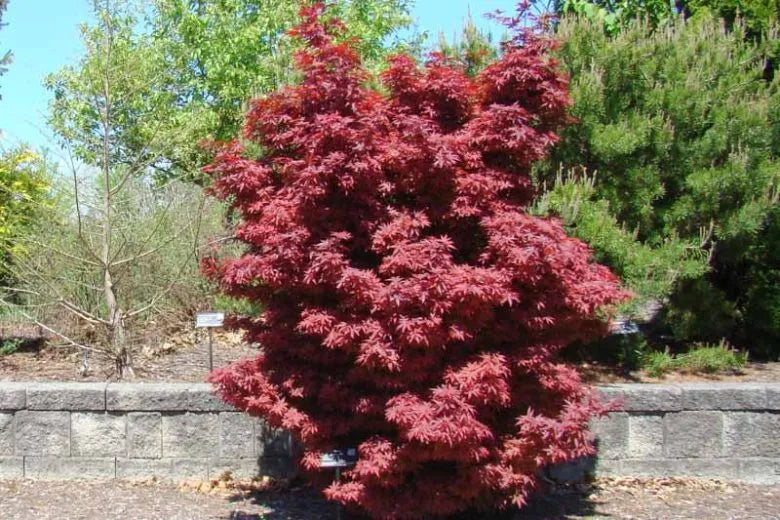 Acer Palmatum 'twombly's Red Sentinel' - View 6 from www redcrocus com