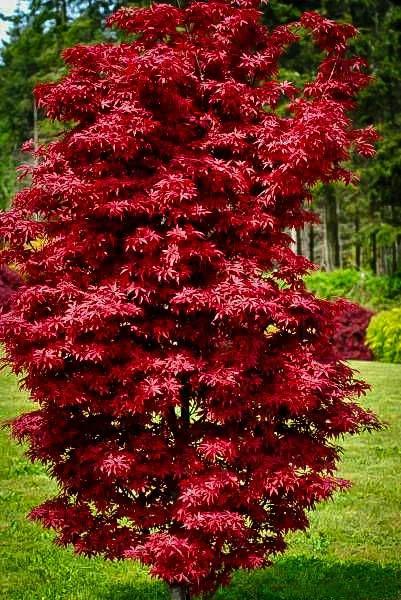Acer Palmatum 'twombly's Red Sentinel' - View 7 from www redcrocus com