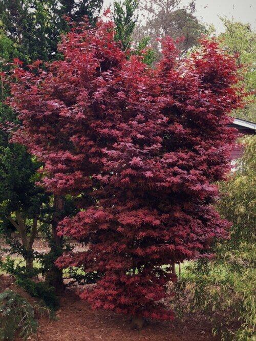 Acer Palmatum 'twombly's Red Sentinel' - View 8 from www redcrocus com