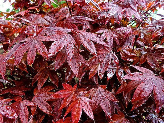 Acer Palmatum Rhode Island Red - View 10 from www redcrocus com