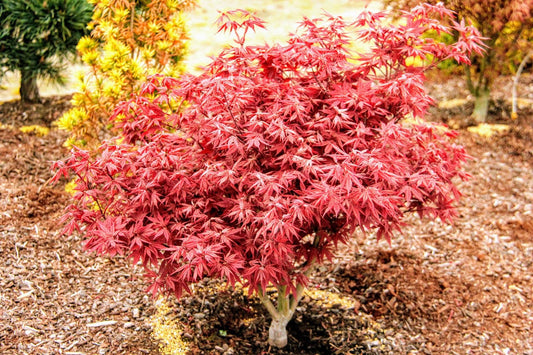 Acer Palmatum Rhode Island Red - View 1 from www redcrocus com