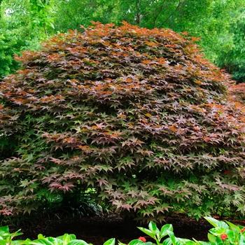 Acer Palmatum Rhode Island Red - View 20 from www redcrocus com