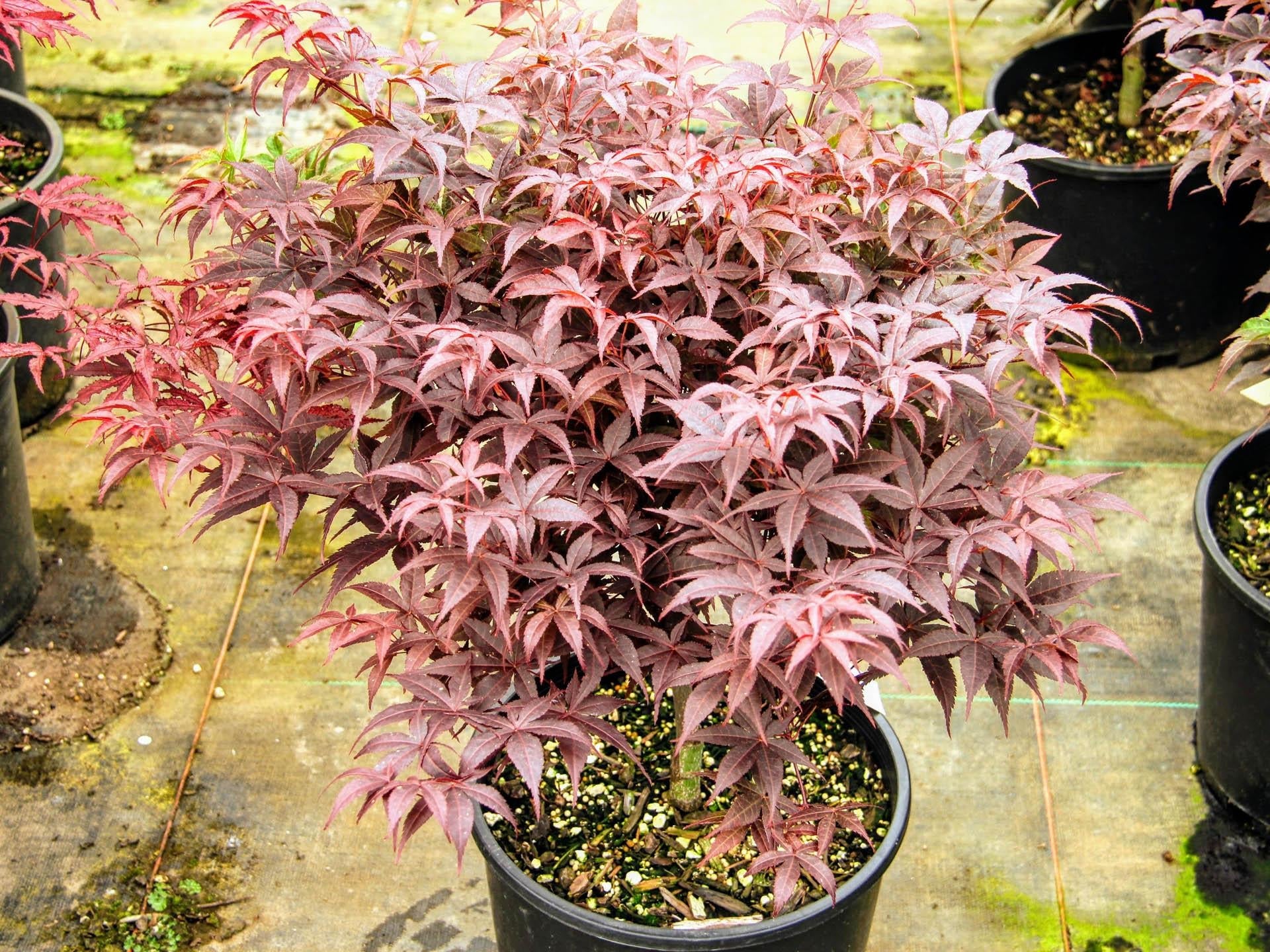 Acer Palmatum Rhode Island Red - View 3 from www redcrocus com