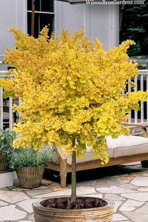 Ginkgo Biloba Mariken Single Stem - View 1 from www redcrocus com