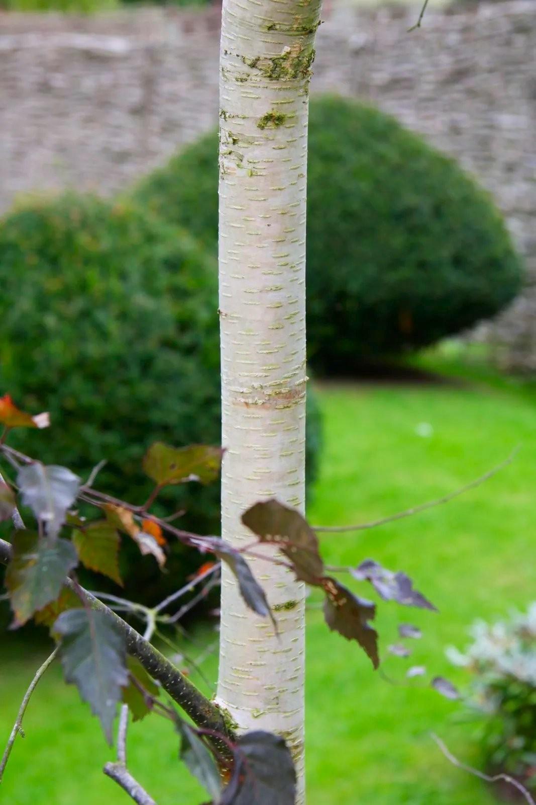 Betula Platyphylla Royal Frost Multiple Stem - View 13 from www redcrocus com