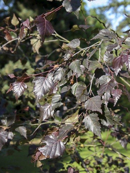 Betula Platyphylla Royal Frost Multiple Stem - View 15 from www redcrocus com