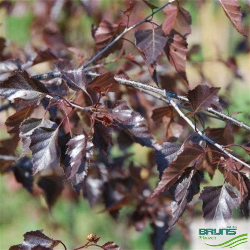 Betula Platyphylla Royal Frost Multiple Stem - View 16 from www redcrocus com