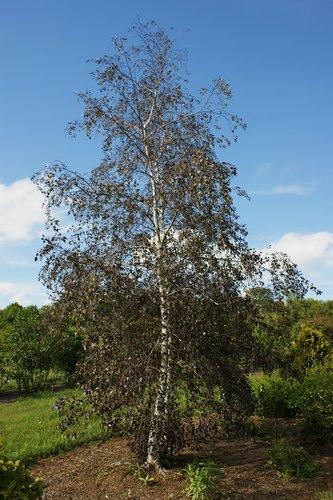 Betula Platyphylla Royal Frost Multiple Stem - View 17 from www redcrocus com