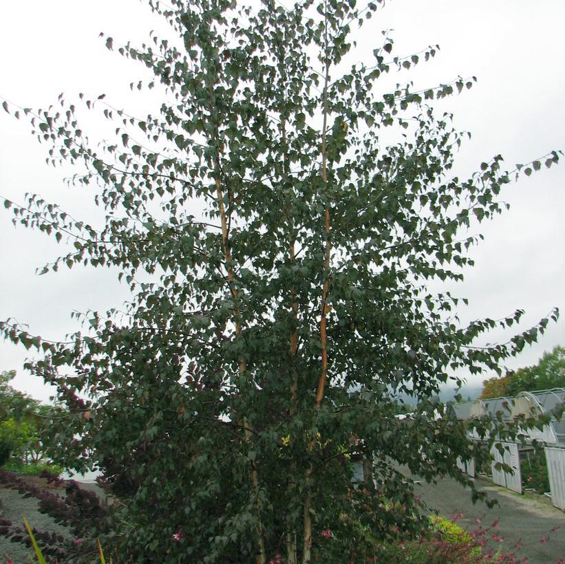 Betula Platyphylla Royal Frost Multiple Stem - View 1 from www redcrocus com
