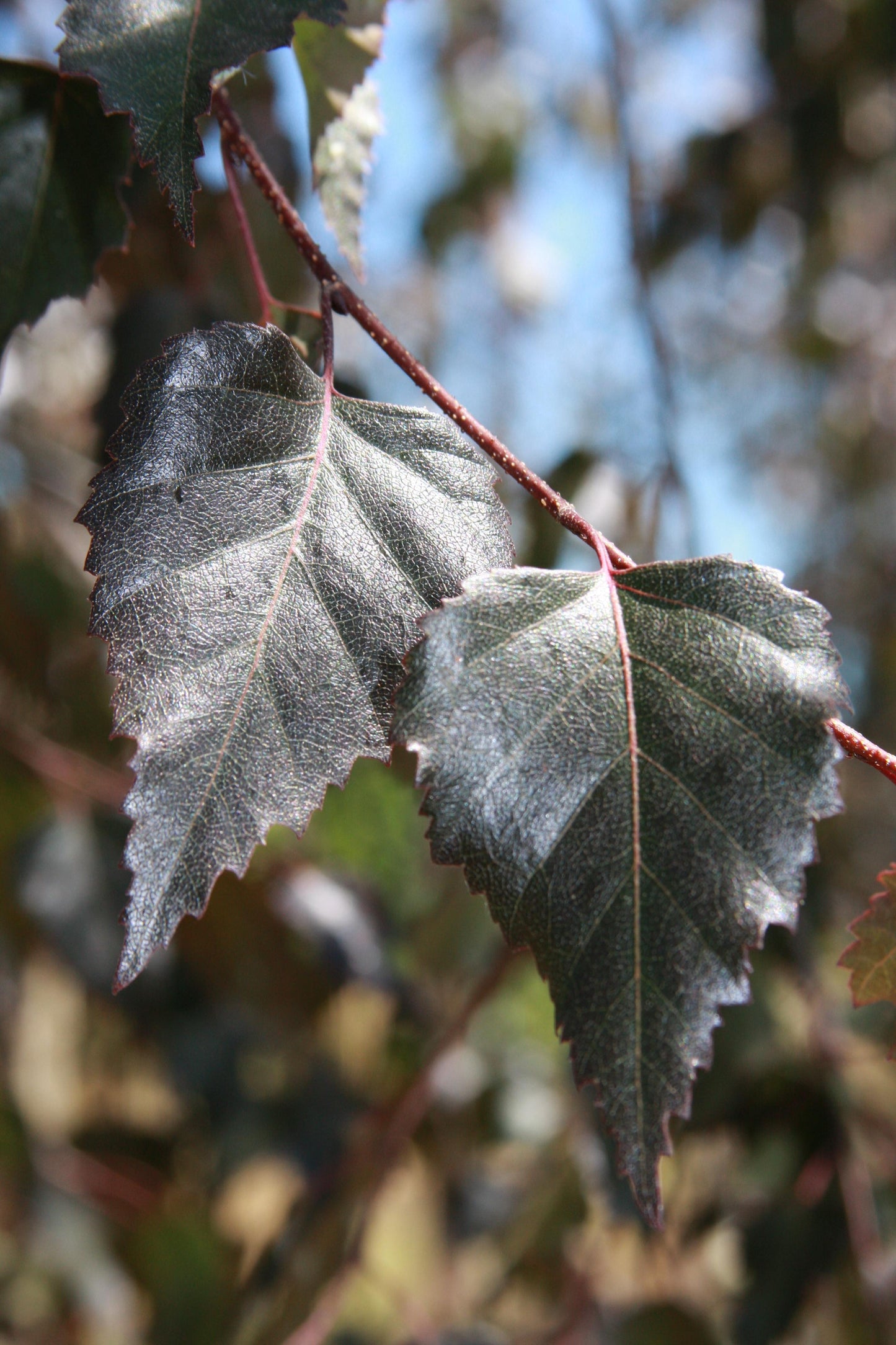 Betula Platyphylla Royal Frost Multiple Stem - View 3 from www redcrocus com