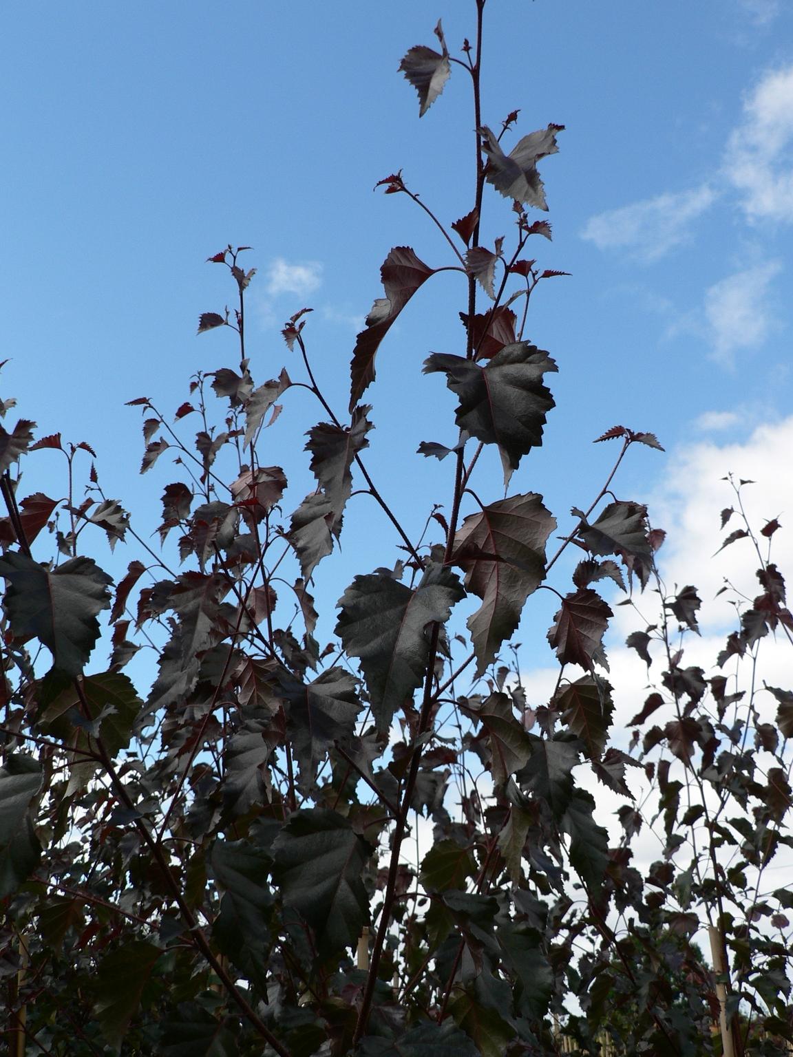 Betula Platyphylla Royal Frost Multiple Stem - View 4 from www redcrocus com