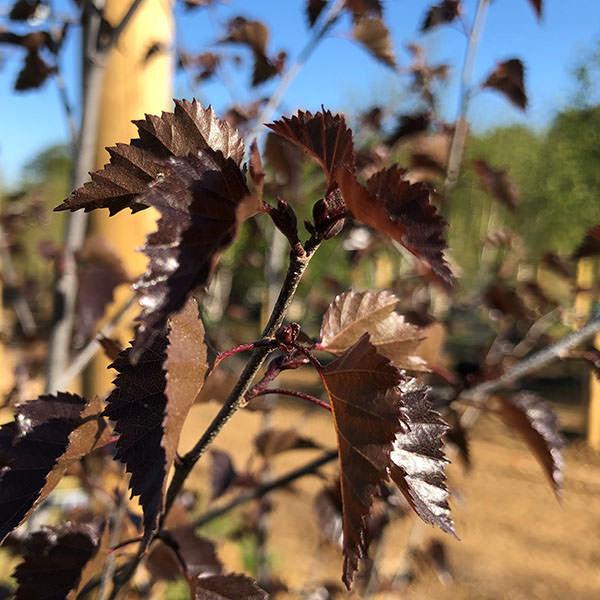 Betula Platyphylla Royal Frost Multiple Stem - View 6 from www redcrocus com