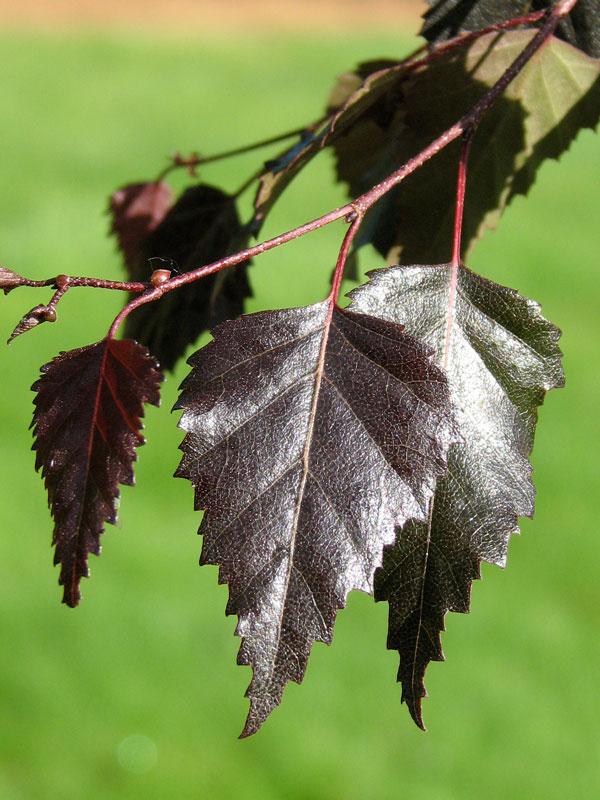 Betula Platyphylla Royal Frost Multiple Stem - View 9 from www redcrocus com