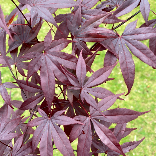 Acer Palmatum Emperor 1 Screen - View 10 from www redcrocus com