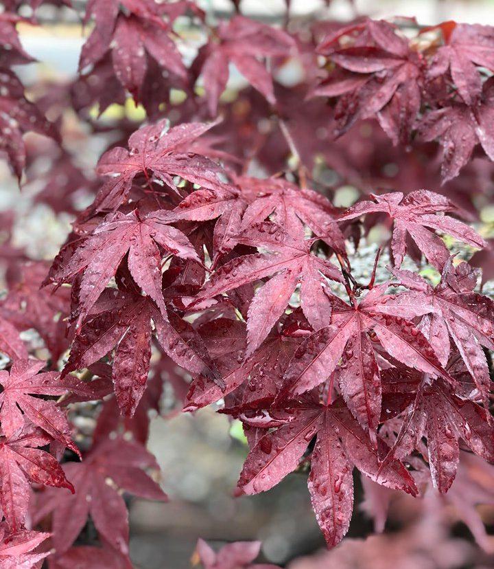 Acer Palmatum Emperor 1 Screen - View 13 from www redcrocus com