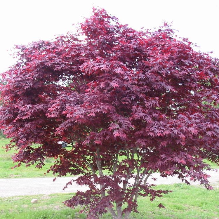 Acer Palmatum Emperor 1 Screen - View 16 from www redcrocus com