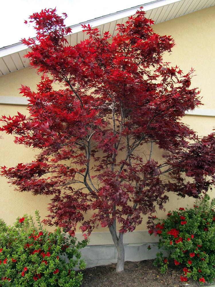 Acer Palmatum Emperor 1 Screen - View 18 from www redcrocus com
