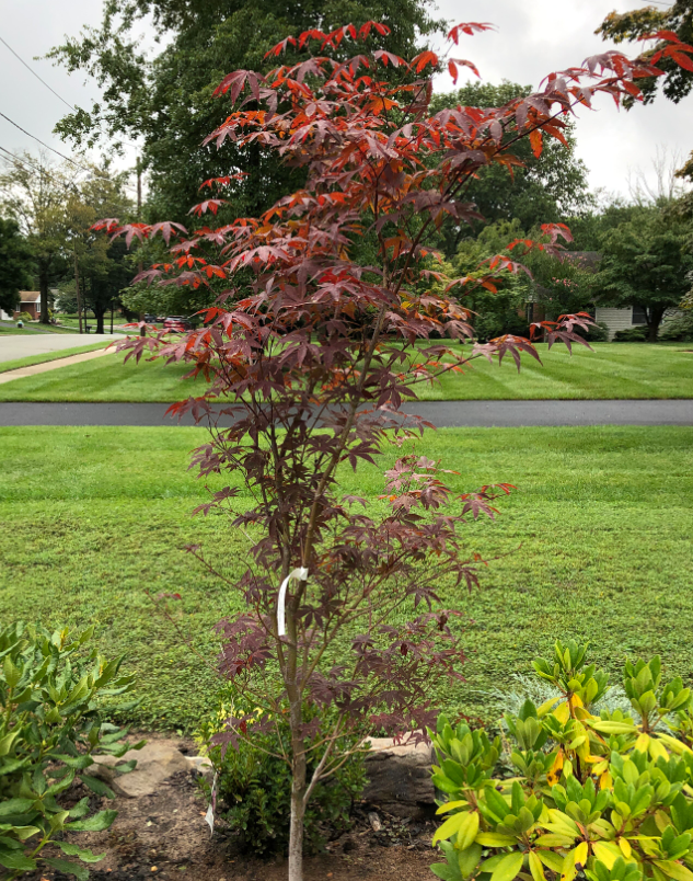Acer Palmatum Emperor 1 Screen - View 19 from www redcrocus com