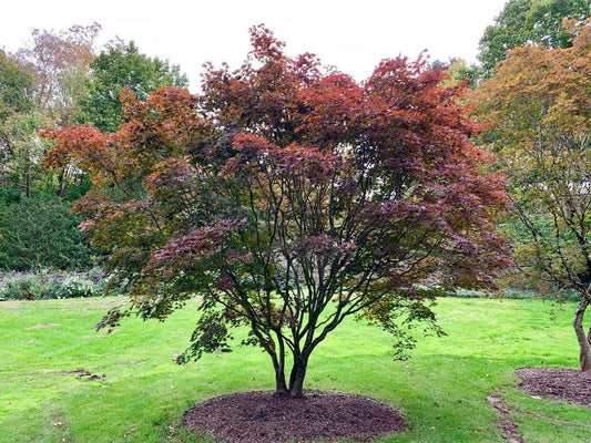 Acer Palmatum Emperor 1 Screen - View 1 from www redcrocus com