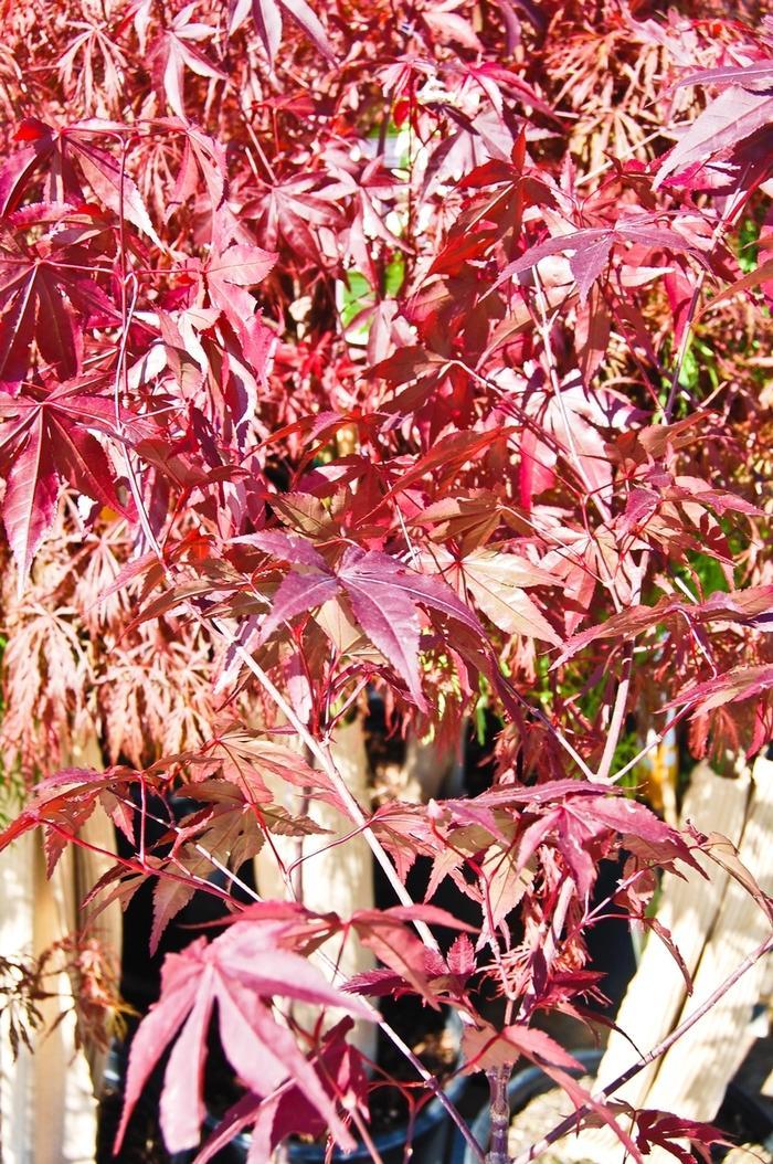 Acer Palmatum Emperor 1 Screen - View 8 from www redcrocus com