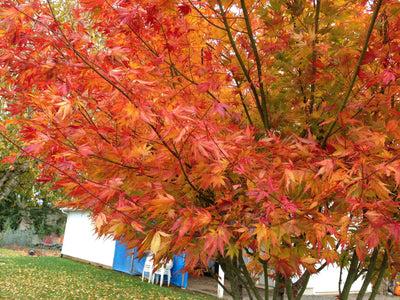 Acer Palmatum Orange Flame - View 11 from www redcrocus com