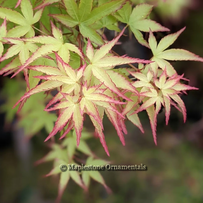 Acer Palmatum Orange Flame - View 13 from www redcrocus com