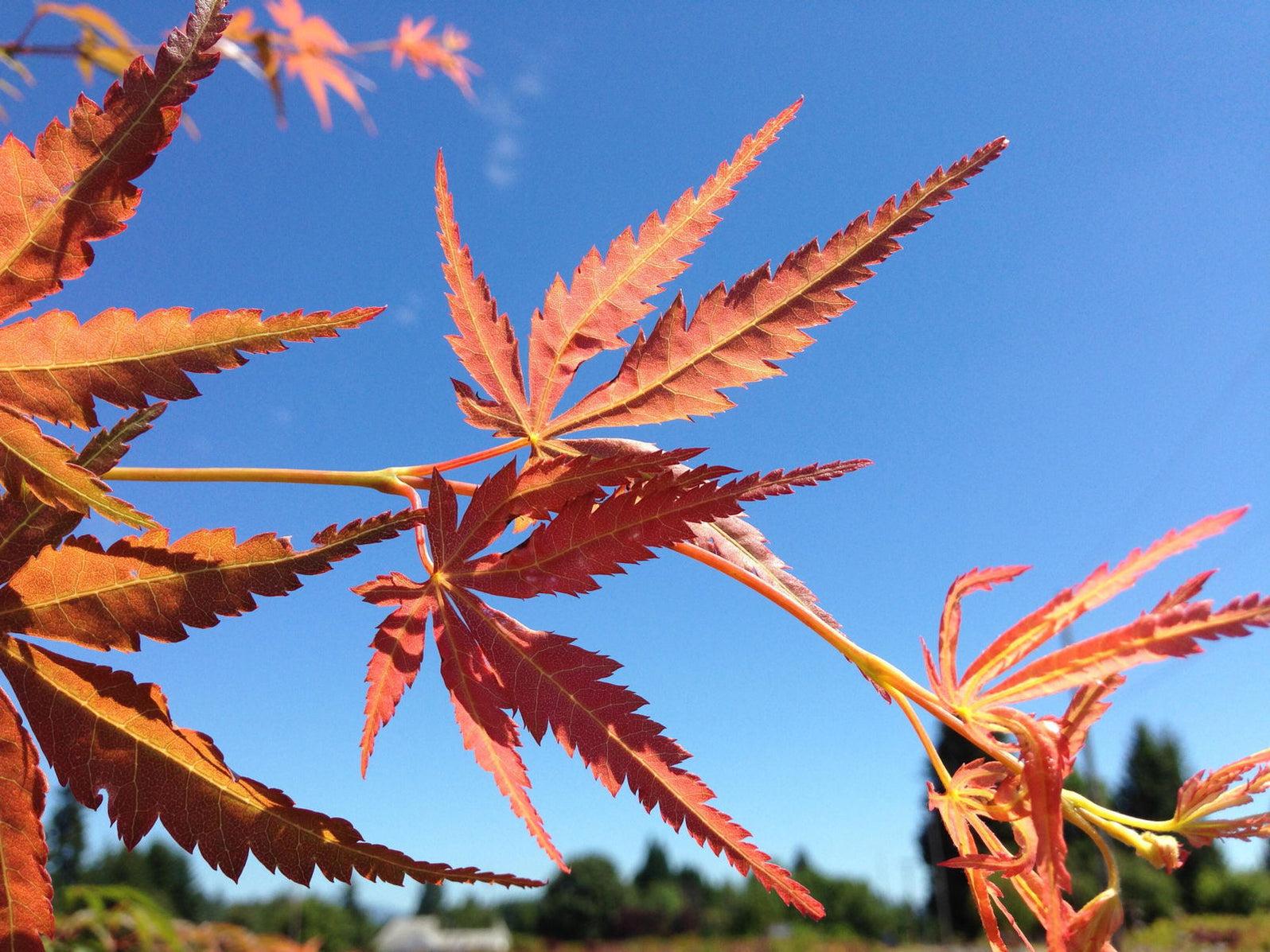 Acer Palmatum Orange Flame - View 13 from www redcrocus com
