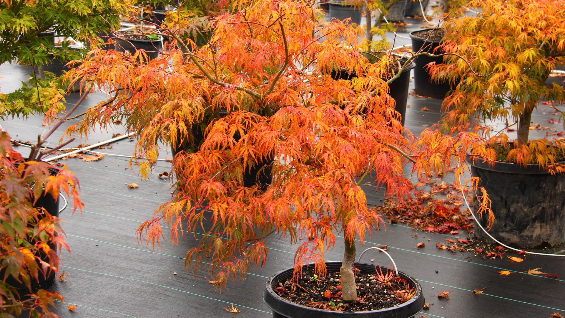 Acer Palmatum Orange Flame - View 14 from www redcrocus com