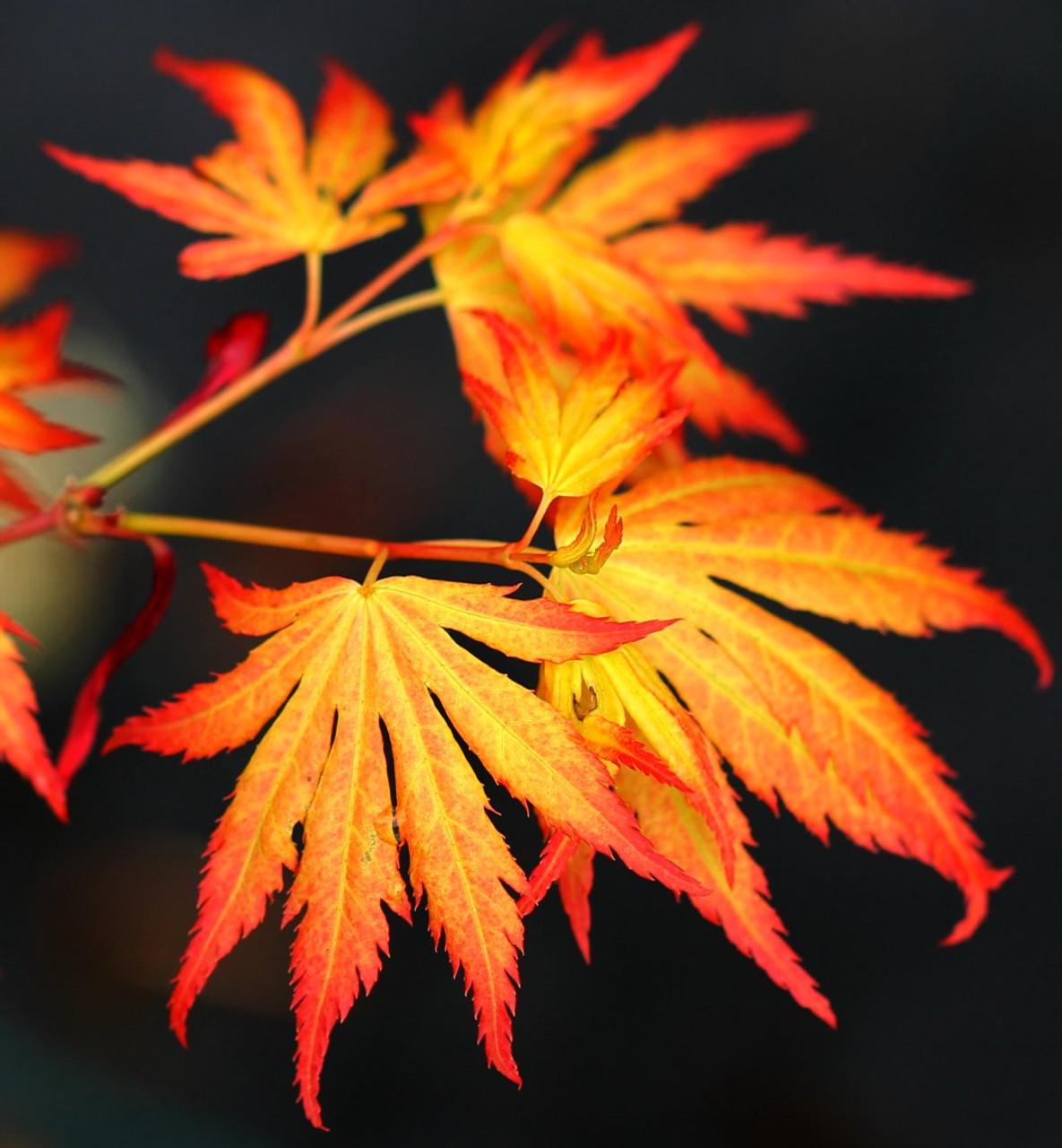 Acer Palmatum Orange Flame - View 15 from www redcrocus com