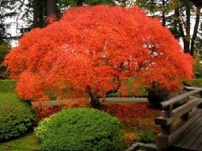 Acer Palmatum Orange Flame - View 16 from www redcrocus com