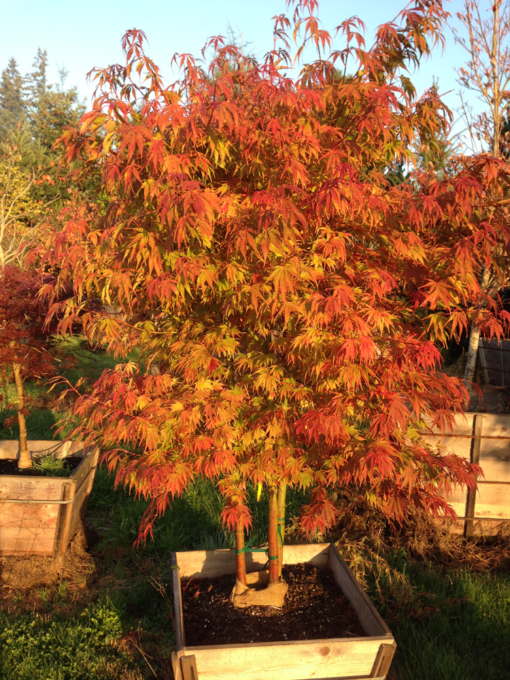 Acer Palmatum Orange Flame - View 1 from www redcrocus com