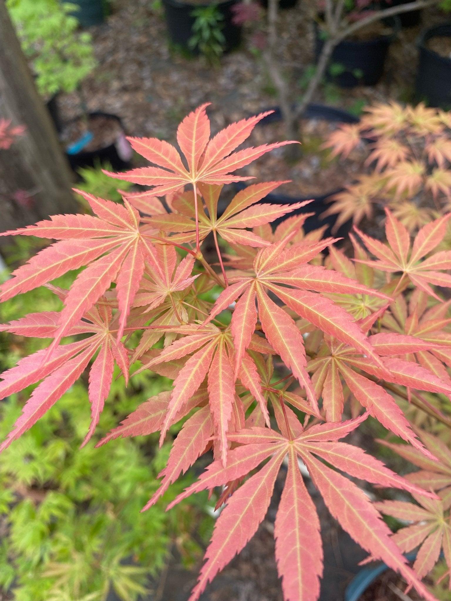 Acer Palmatum Orange Flame - View 3 from www redcrocus com