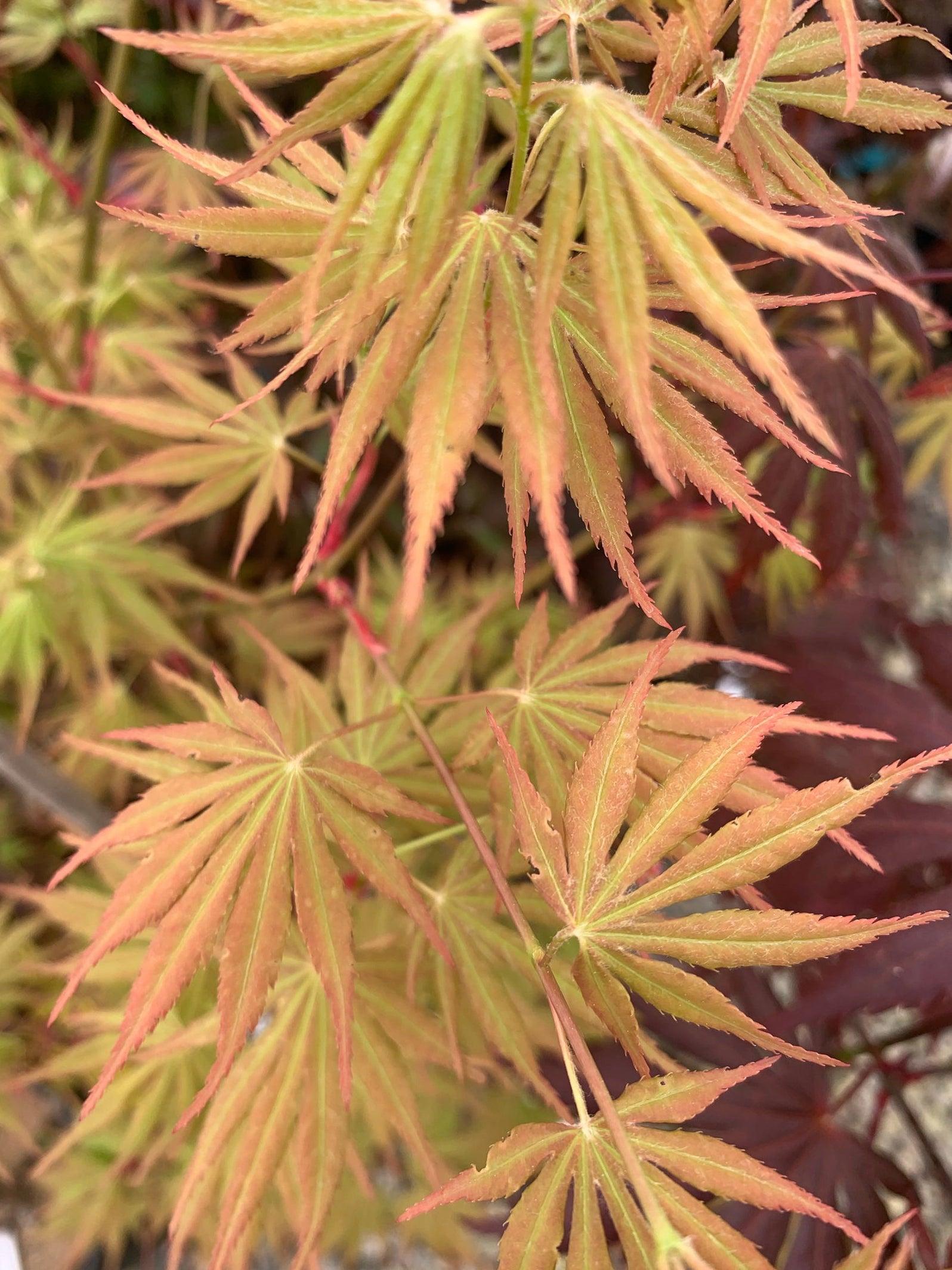 Acer Palmatum Orange Flame - View 4 from www redcrocus com