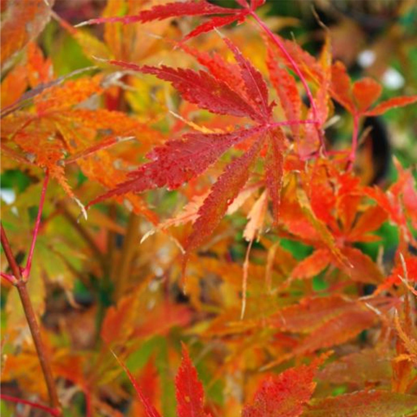 Acer Palmatum Orange Flame - View 5 from www redcrocus com