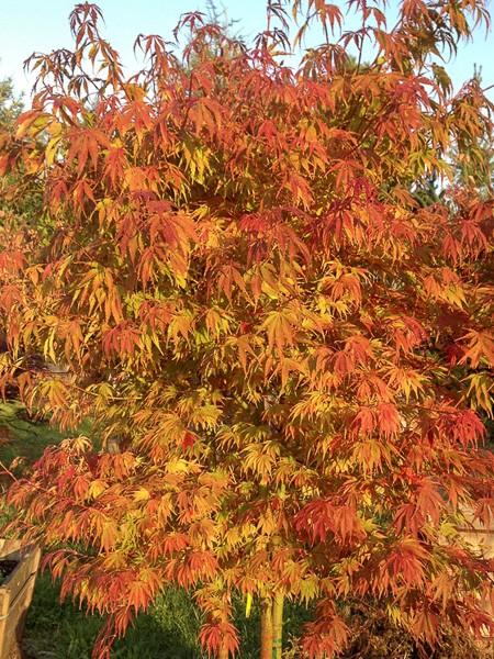 Acer Palmatum Orange Flame - View 6 from www redcrocus com