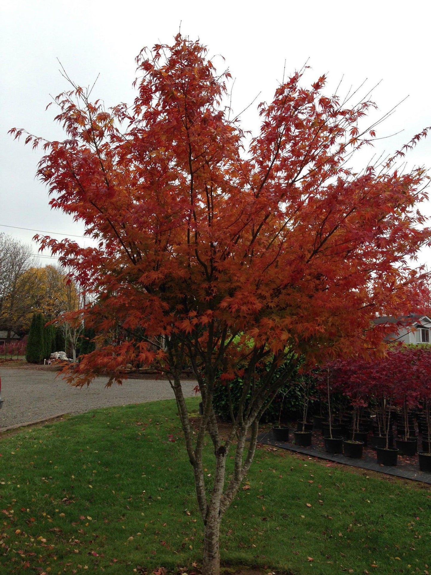 Acer Palmatum Orange Flame - View 7 from www redcrocus com