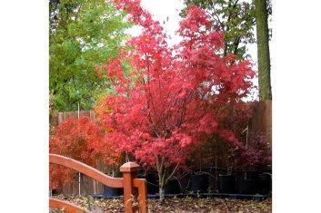 Acer Palmatum Orange Flame - View 8 from www redcrocus com