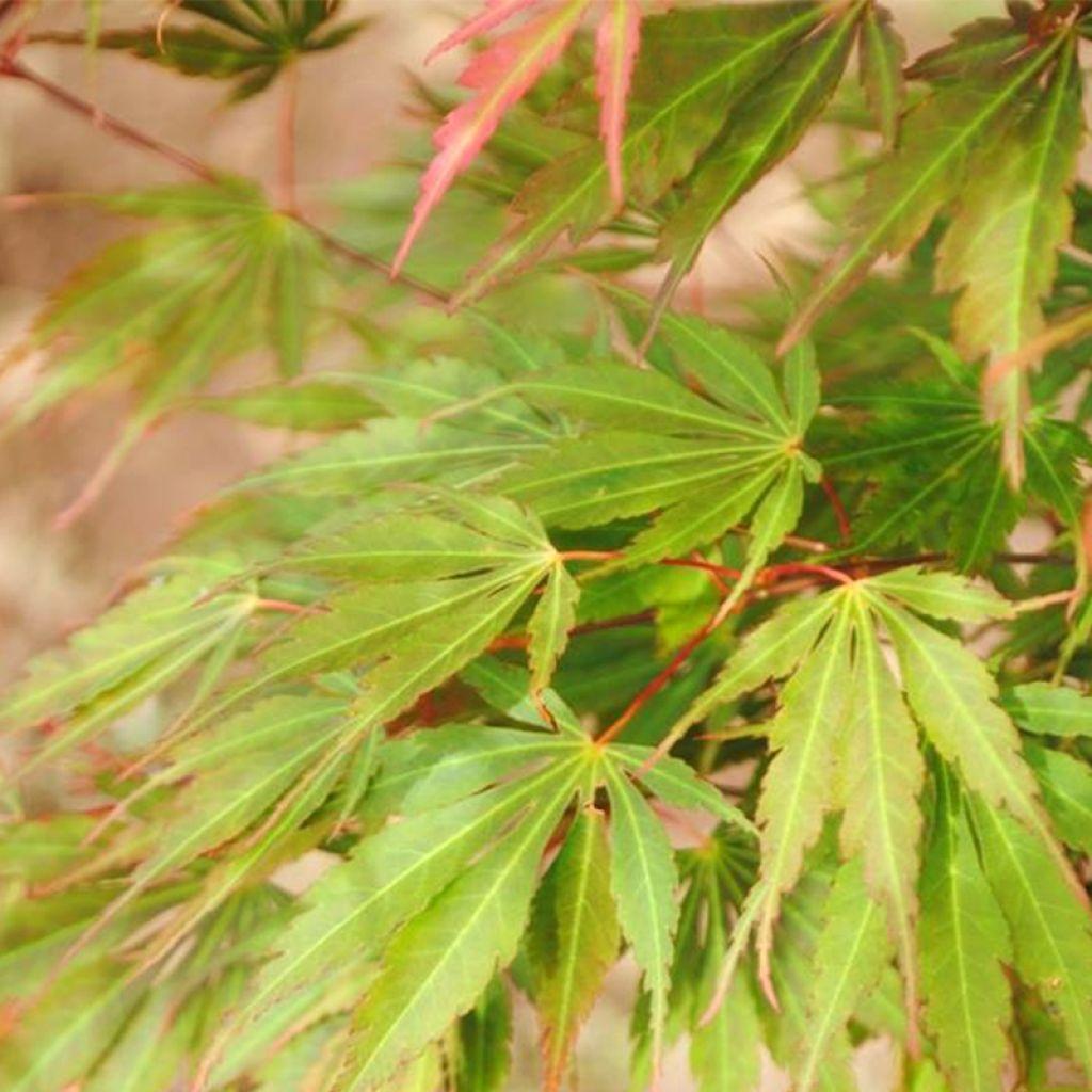 Acer Palmatum Orange Flame - View 9 from www redcrocus com
