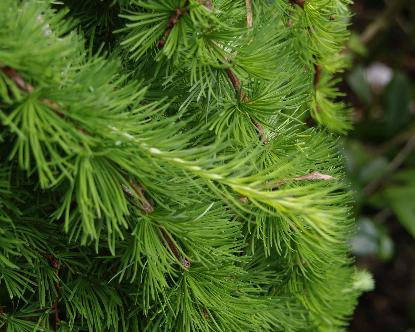 Larix Decidua Pendula Serpentine Single Stem - View 10 from www redcrocus com