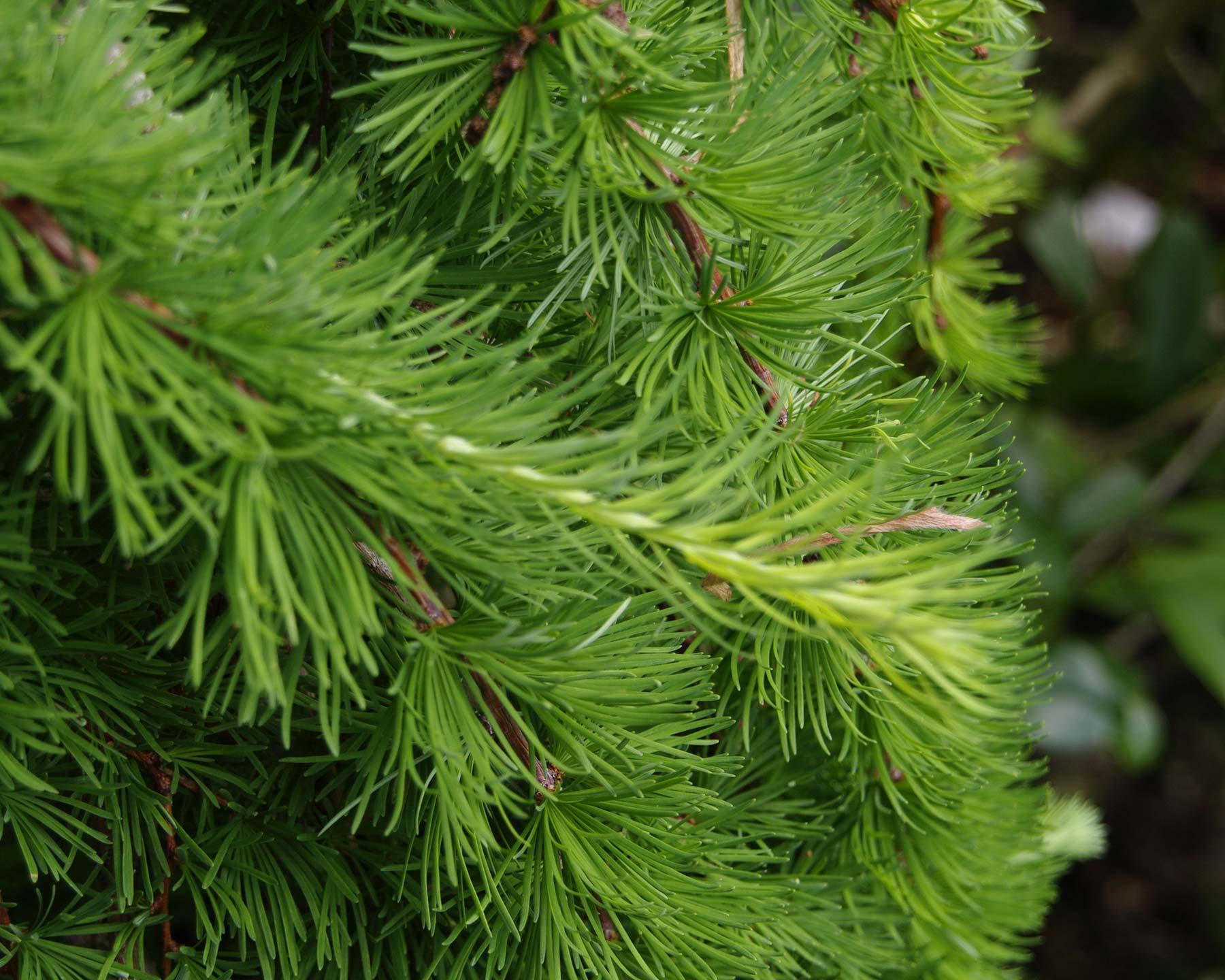 Larix Decidua Pendula Serpentine Single Stem - View 10 from www redcrocus com