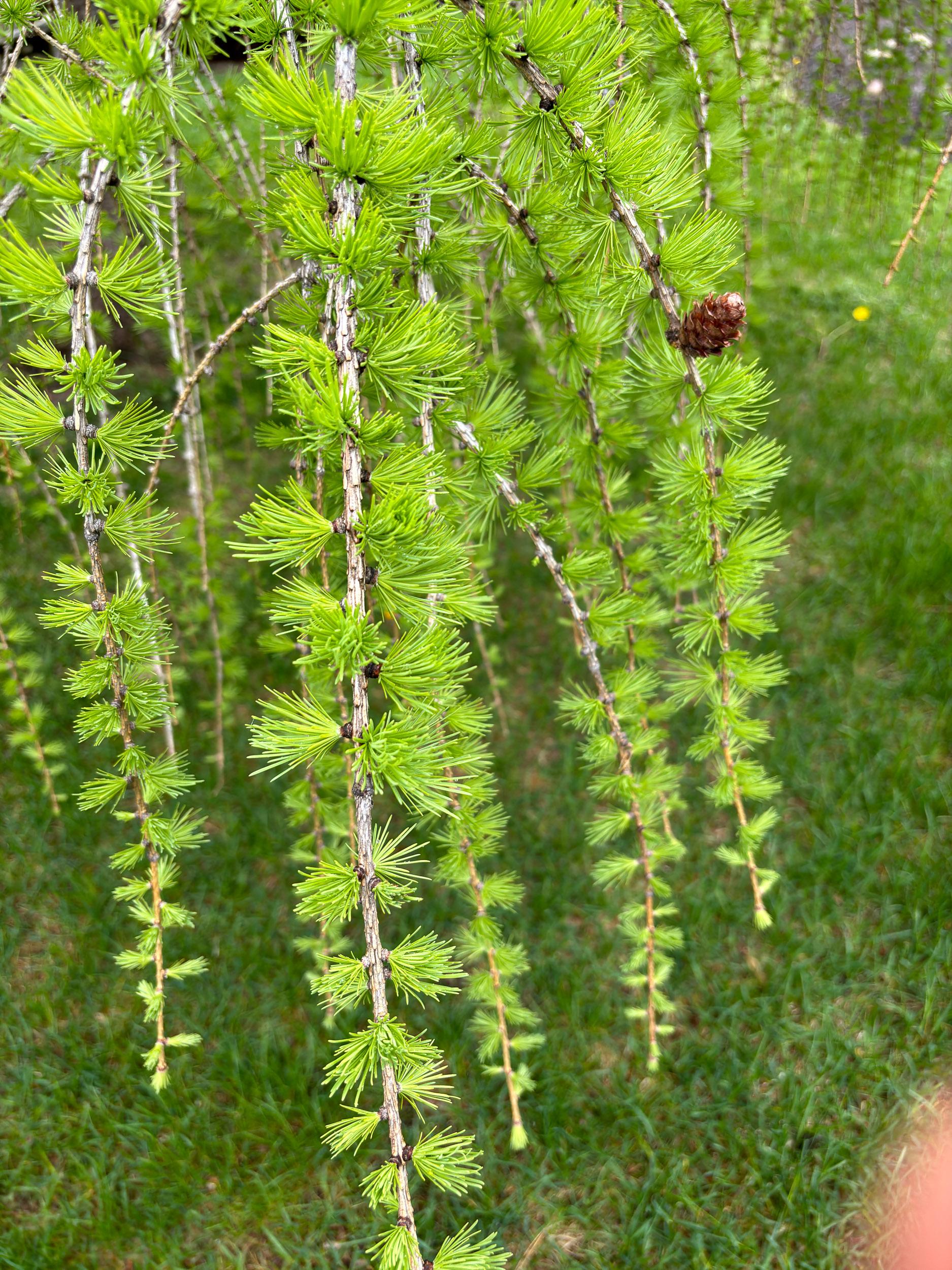 Larix Decidua Pendula Serpentine Single Stem - View 11 from www redcrocus com